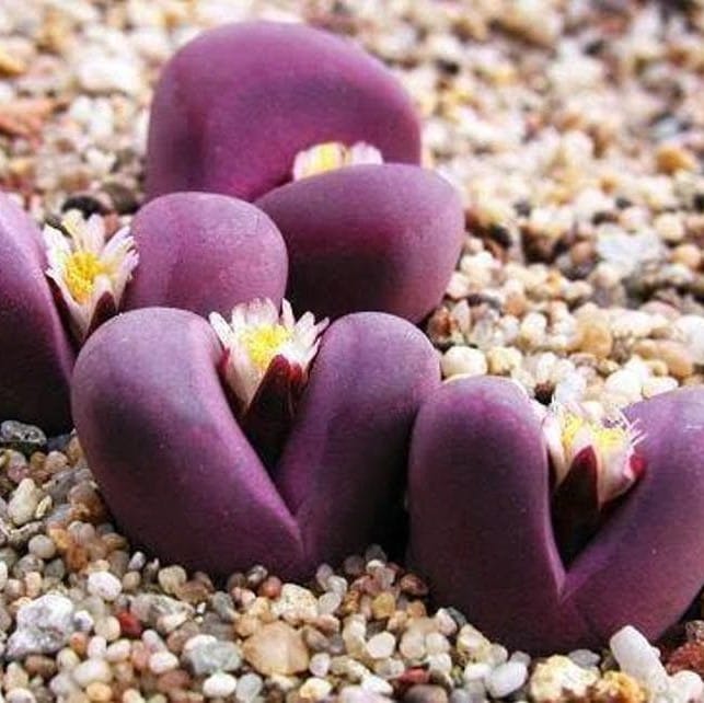 Mixed Lithops Succulent Seeds – 11 Variety Living Stones “Stone Flower” Seeds for Planting, 100 Seeds Pack - Image 4