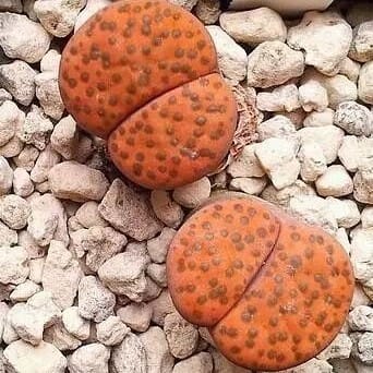 Mixed Lithops Succulent Seeds – 11 Variety Living Stones “Stone Flower” Seeds for Planting, 100 Seeds Pack - Image 9