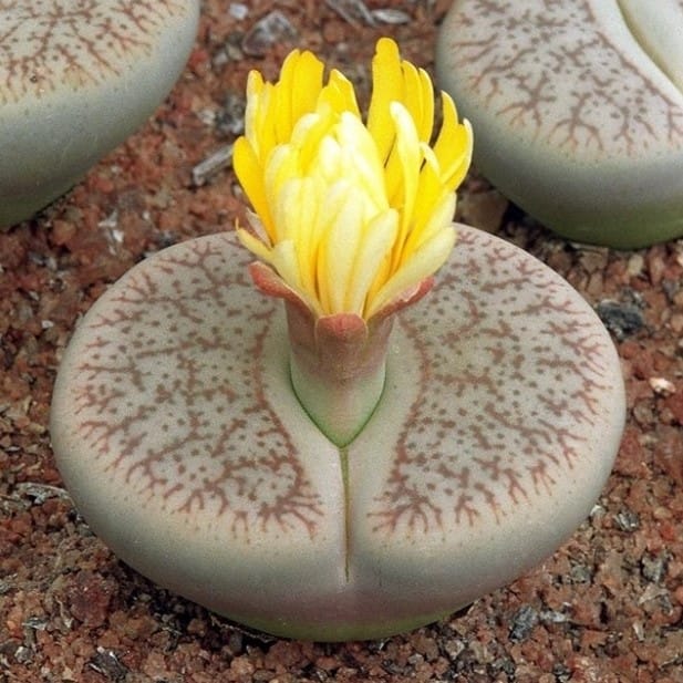 Mixed Lithops Succulent Seeds – 11 Variety Living Stones “Stone Flower” Seeds for Planting, 100 Seeds Pack - Image 12