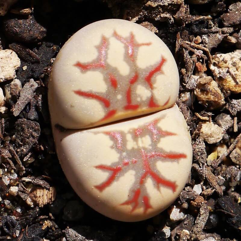Mixed Lithops Succulent Seeds – 11 Variety Living Stones “Stone Flower” Seeds for Planting, 100 Seeds Pack - Image 3