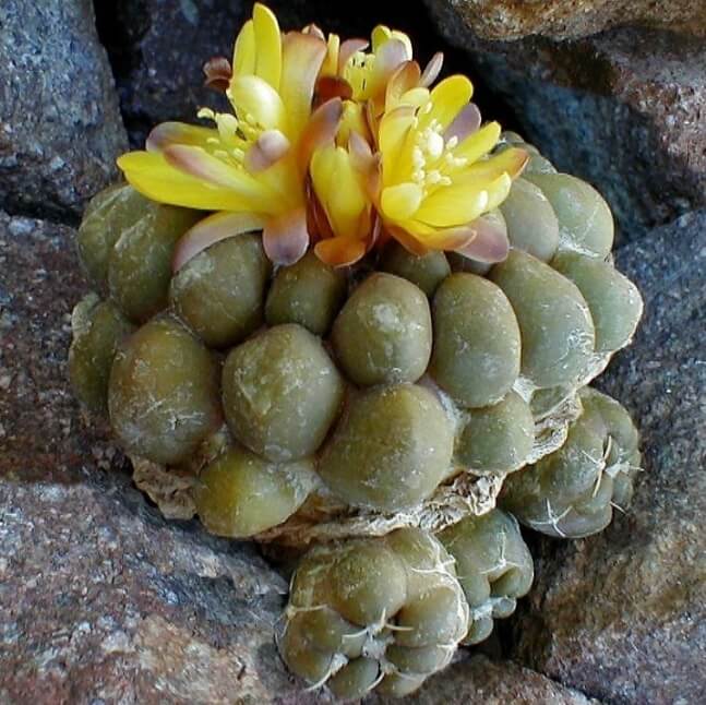 Aurora Ball Succulent Seeds – Rare Succulent Plant Seeds for Garden Planting, 100 Seeds Pack