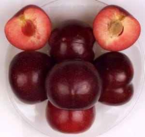 Flavor King Plum Tree Saplings, 1pcs/pack