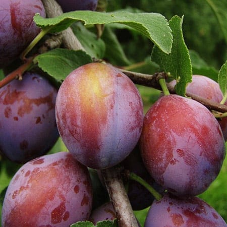 Santa Rosa Plum Tree Saplings, 1pcs/pack