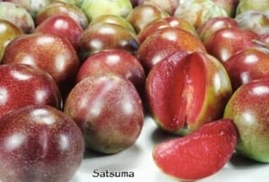 Satsuma Plum Tree Saplings, 1pcs/pack