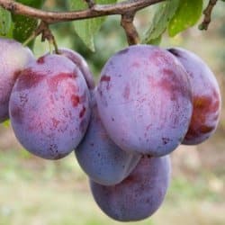 Seneca Plum Tree Saplings, 1pcs/pack