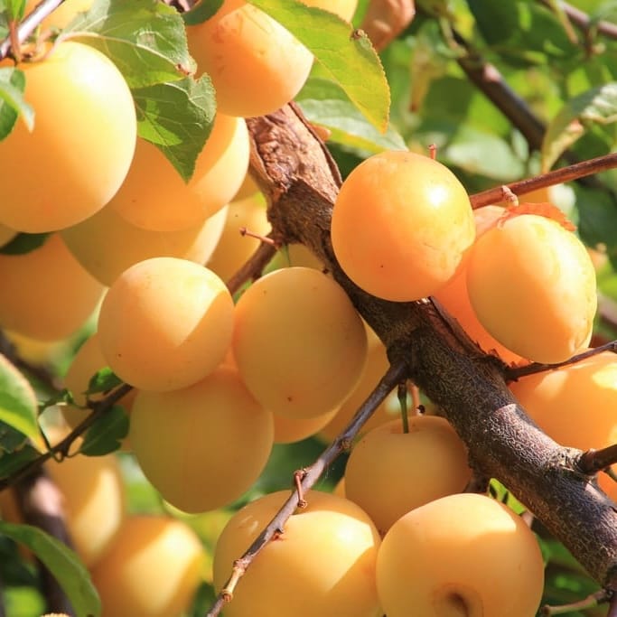 Shiro Plum Tree Saplings, 1pcs/pack