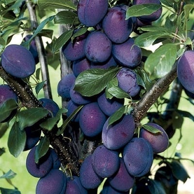 Stanley Plum Tree Saplings, 1pcs/pack