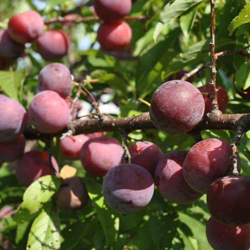 Toka Plum Tree Saplings, 1pcs/pack