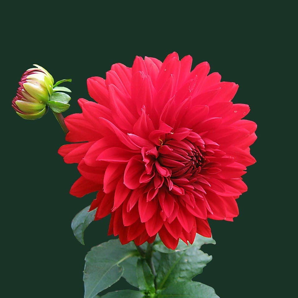 Dahlia Flower " Red "Seeds – Large Bloom Mixed Color Dahlia Flower Seeds for Garden Planting, 100 Seeds Pack - Image 2