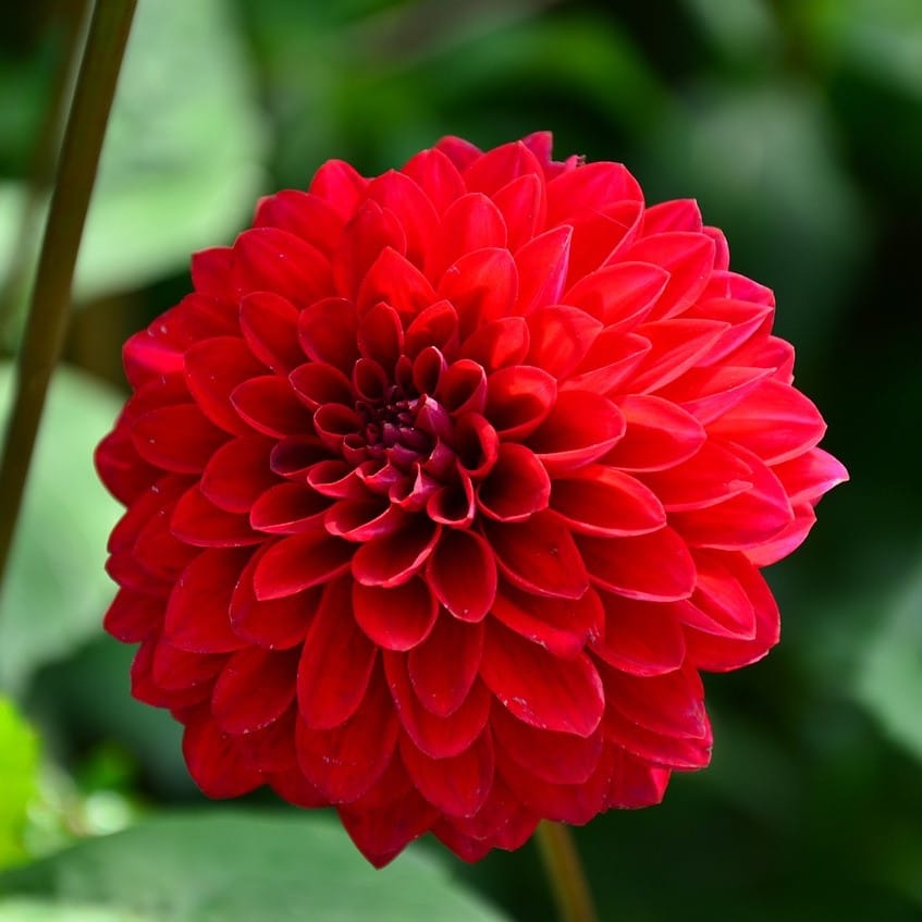 Dahlia Flower " Red "Seeds – Large Bloom Mixed Color Dahlia Flower Seeds for Garden Planting, 100 Seeds Pack