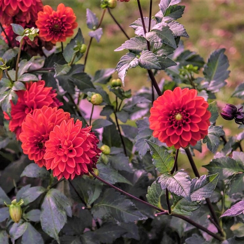 Dahlia Flower " Red "Seeds – Large Bloom Mixed Color Dahlia Flower Seeds for Garden Planting, 100 Seeds Pack - Image 3