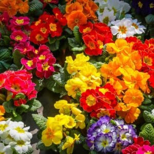 Alternative view of Mixed Primula Malacoides Flower Seeds – Multi-Color Fairy Primrose Seeds for Garden Planting, 200 Seeds Pack