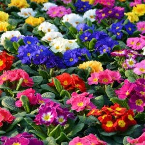 Mixed Primula Malacoides Flower Seeds – Multi-Color Fairy Primrose Seeds for Garden Planting, 200 Seeds Pack