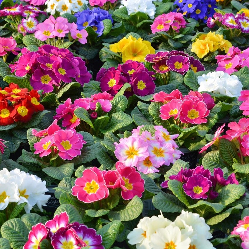 Mixed Primula Malacoides Flower Seeds – Multi-Color Fairy Primrose Seeds for Garden Planting, 200 Seeds Pack - Image 4