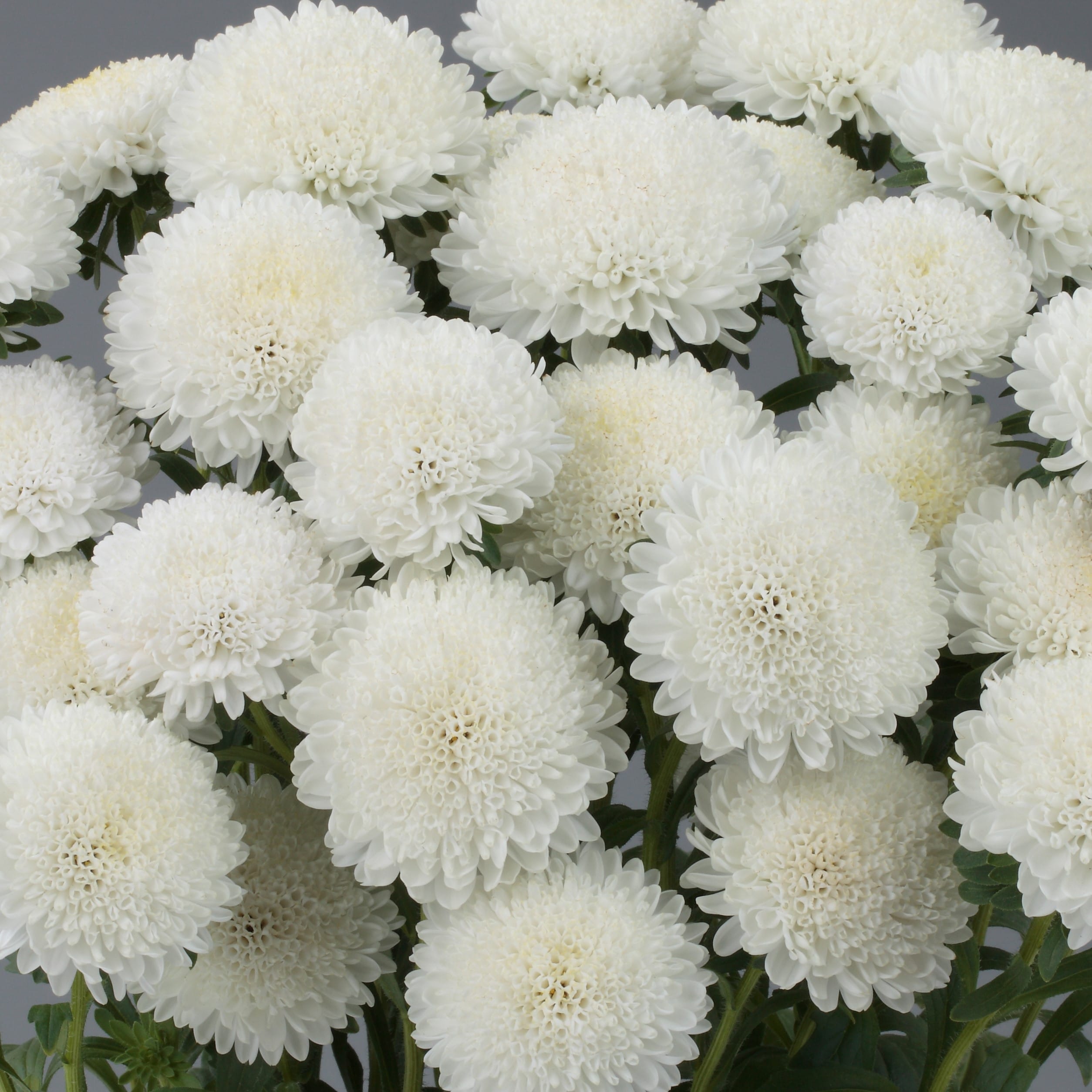 Aster “Bouquet White” Multi-Petal Flower Seeds – Garden Flower Seeds for Planting, 100 Seeds Pack
