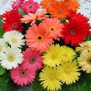 Mixed Gerbera Daisy Flower Seeds – Garden Daisy Plant Seeds for Planting, 100 Seeds Pack