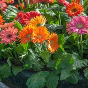 Alternative view of Mixed Gerbera Daisy Flower Seeds – Garden Daisy Plant Seeds for Planting, 100 Seeds Pack