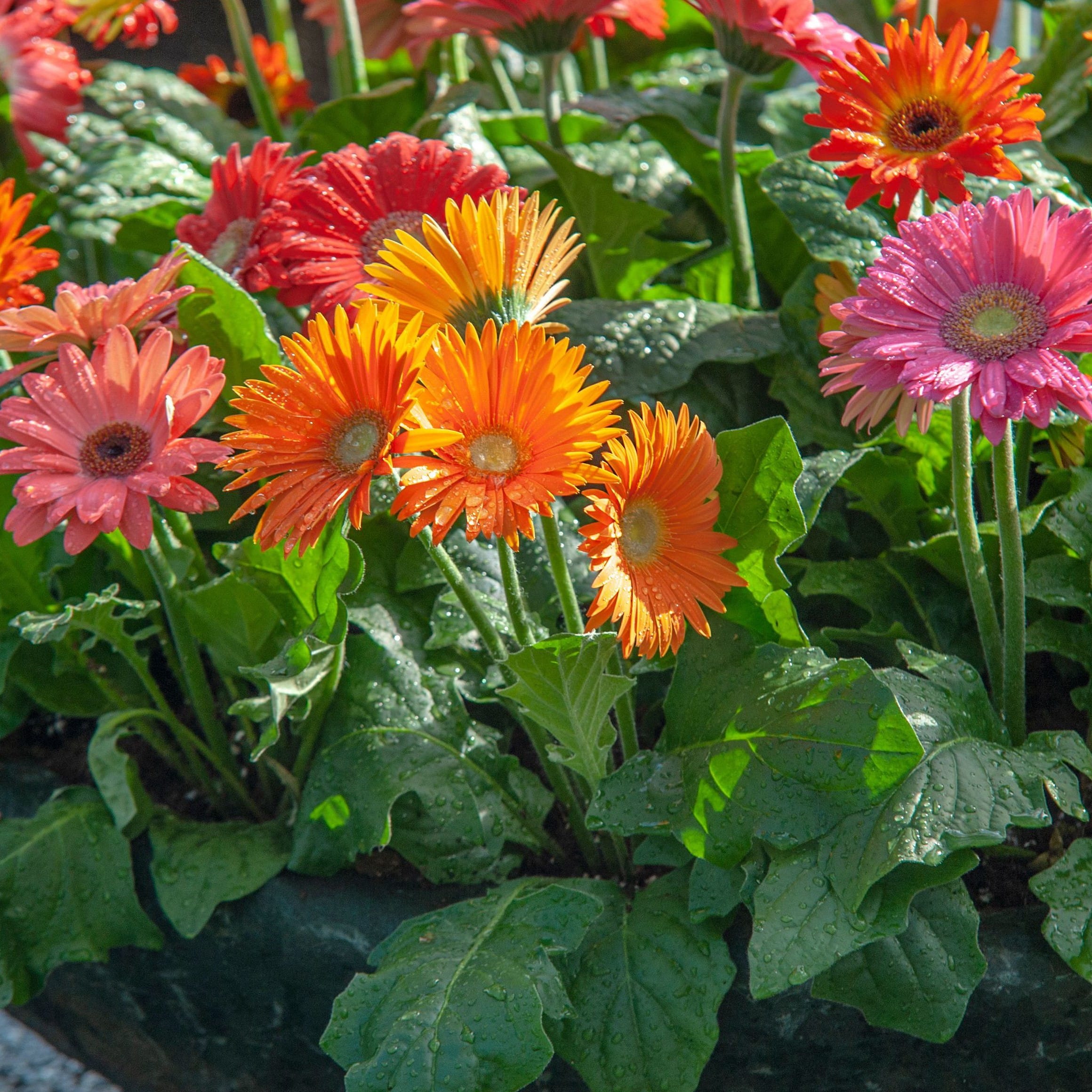 Mixed Gerbera Daisy Flower Seeds – Garden Daisy Plant Seeds for Planting, 100 Seeds Pack - Image 2