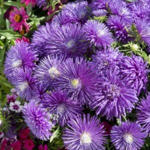 Aster “Starlight Purple” Multi-Petal Flower Seeds – Garden Flower Seeds for Planting, 100 Seeds Pack