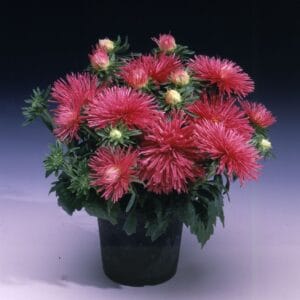 Aster “Starlight Rose” Multi-Petal Flower Seeds – Garden Flower Seeds for Planting, 100 Seeds Pack