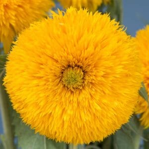 Sunflower Seeds "Double Sunking" – Sunflower Seeds for Garden Planting, 50 Seeds Pack