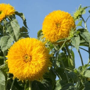 Alternative view of Sunflower Seeds "Double Sunking" – Sunflower Seeds for Garden Planting, 50 Seeds Pack