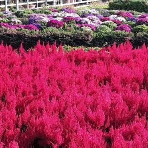 Celosia "Flamingo Feather Purple" Flower Seeds – Garden Flower Seeds for Planting, 100 Seeds Pack
