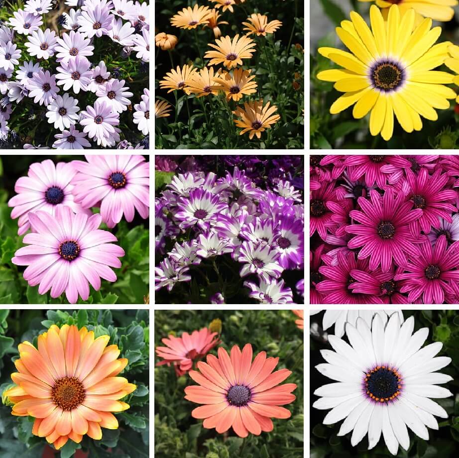 Mixed African Daisy Seeds – Osteospermum Cape Daisy Flower Seeds for Garden Planting, 100 Seeds Pack