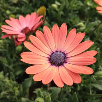 Mixed African Daisy Seeds – Osteospermum Cape Daisy Flower Seeds for Garden Planting, 100 Seeds Pack - Image 10