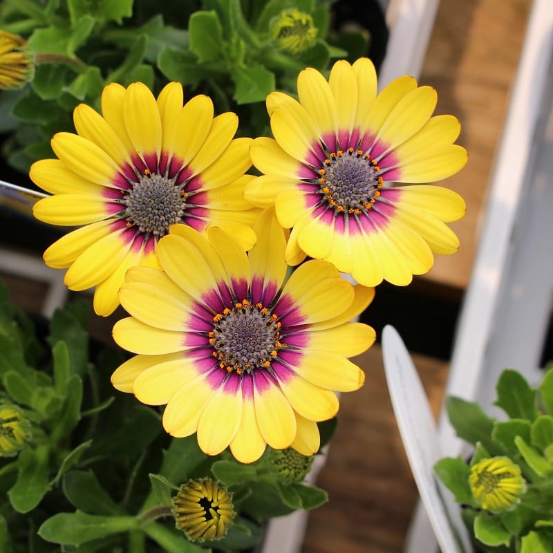 Mixed African Daisy Seeds – Osteospermum Cape Daisy Flower Seeds for Garden Planting, 100 Seeds Pack - Image 11