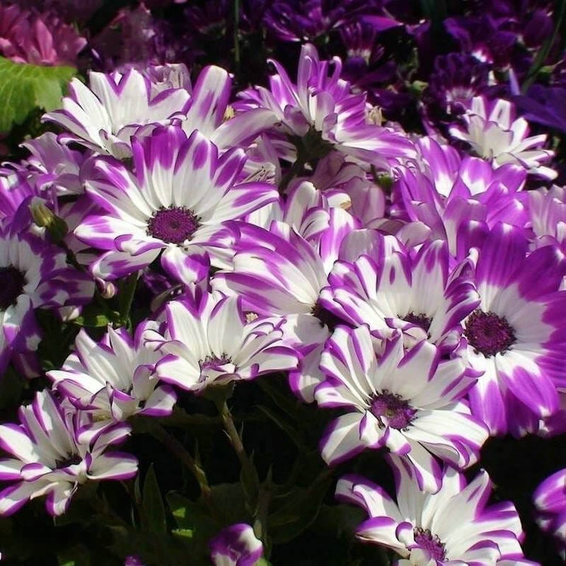 Mixed African Daisy Seeds – Osteospermum Cape Daisy Flower Seeds for Garden Planting, 100 Seeds Pack - Image 12