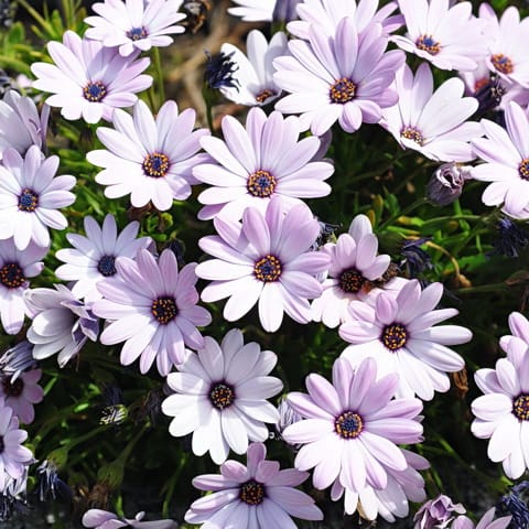 Mixed African Daisy Seeds – Osteospermum Cape Daisy Flower Seeds for Garden Planting, 100 Seeds Pack - Image 2