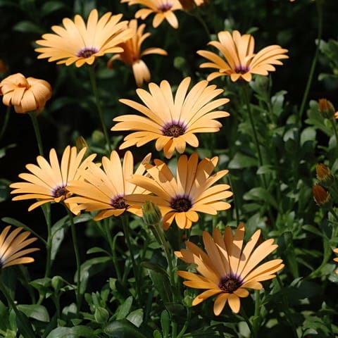 Mixed African Daisy Seeds – Osteospermum Cape Daisy Flower Seeds for Garden Planting, 100 Seeds Pack - Image 3