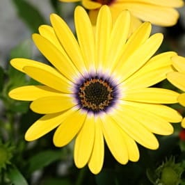 Mixed African Daisy Seeds – Osteospermum Cape Daisy Flower Seeds for Garden Planting, 100 Seeds Pack - Image 4