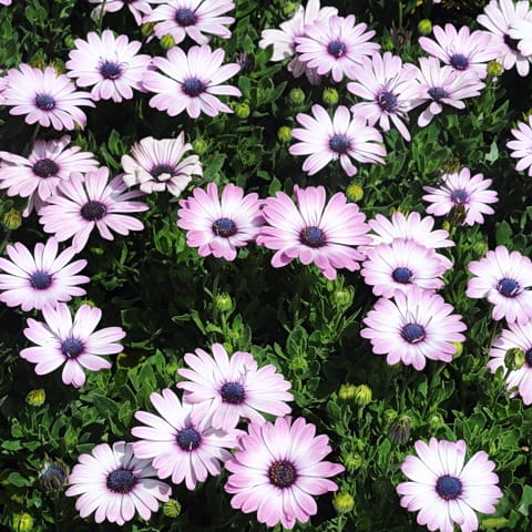 Mixed African Daisy Seeds – Osteospermum Cape Daisy Flower Seeds for Garden Planting, 100 Seeds Pack - Image 5