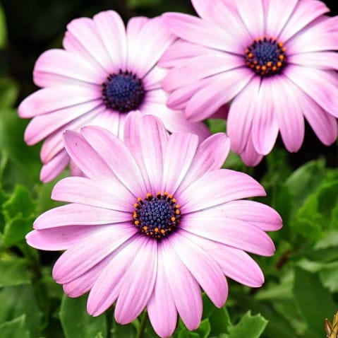 Mixed African Daisy Seeds – Osteospermum Cape Daisy Flower Seeds for Garden Planting, 100 Seeds Pack - Image 6