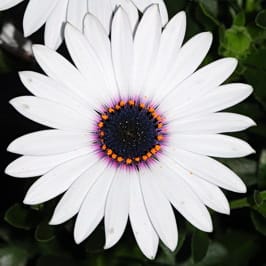 Mixed African Daisy Seeds – Osteospermum Cape Daisy Flower Seeds for Garden Planting, 100 Seeds Pack - Image 7