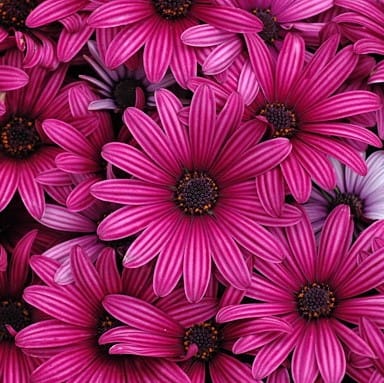 Mixed African Daisy Seeds – Osteospermum Cape Daisy Flower Seeds for Garden Planting, 100 Seeds Pack - Image 8