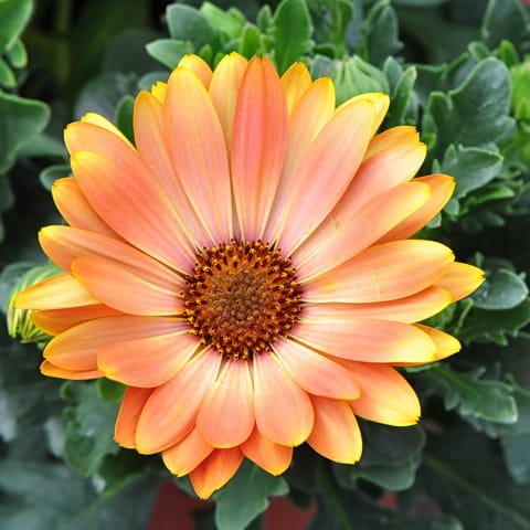 Mixed African Daisy Seeds – Osteospermum Cape Daisy Flower Seeds for Garden Planting, 100 Seeds Pack - Image 9