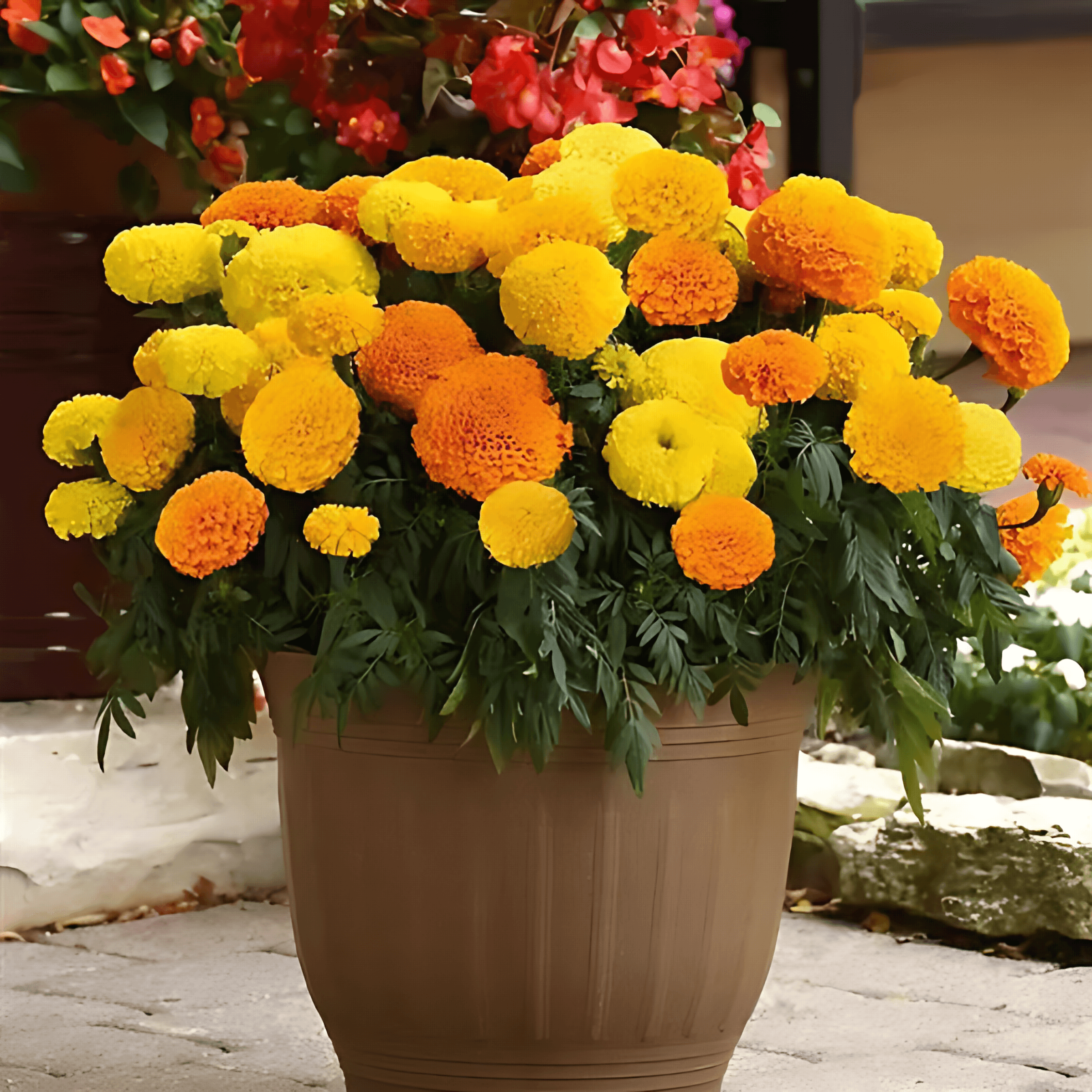 African Marigold Seeds – Marigold Flower Seeds for Garden Planting, 100 Seeds Pack