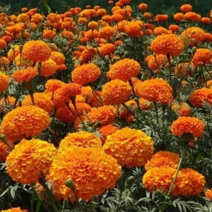 Alternative view of African Marigold Seeds – Marigold Flower Seeds for Garden Planting, 100 Seeds Pack