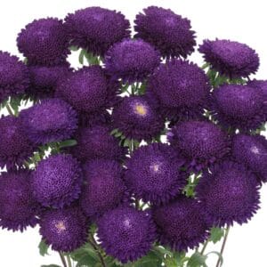 Aster “Bouquet Purple” Multi-Petal Flower Seeds – Garden Flower Seeds for Planting, 100 Seeds Pack