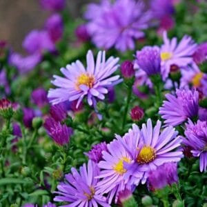Alternative view of Aster “Bouquet Blue” Seeds – Garden Flower Seeds for Planting, 100 Seeds Pack