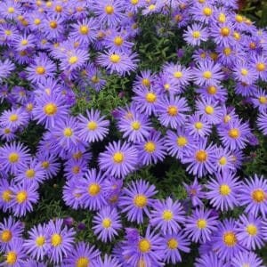 Aster “Bouquet Blue” Seeds – Garden Flower Seeds for Planting, 100 Seeds Pack