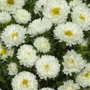 Alternative view of Mixed Aster “Chinensis Matsumoto Series” Flower Seeds – Garden Flower Seeds for Planting, 100 Seeds Pack