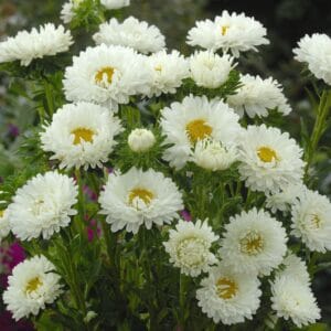 Alternative view of Aster “Chinensis Matsumoto White” Flower Seeds – Garden Flower Seeds for Planting, 100 Seeds Pack