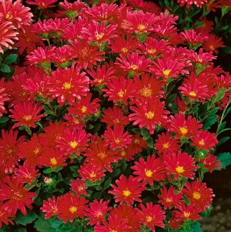 Aster “ Daylight Red ” Seeds – Garden Flower Seeds for Planting, 100 Seeds Pack