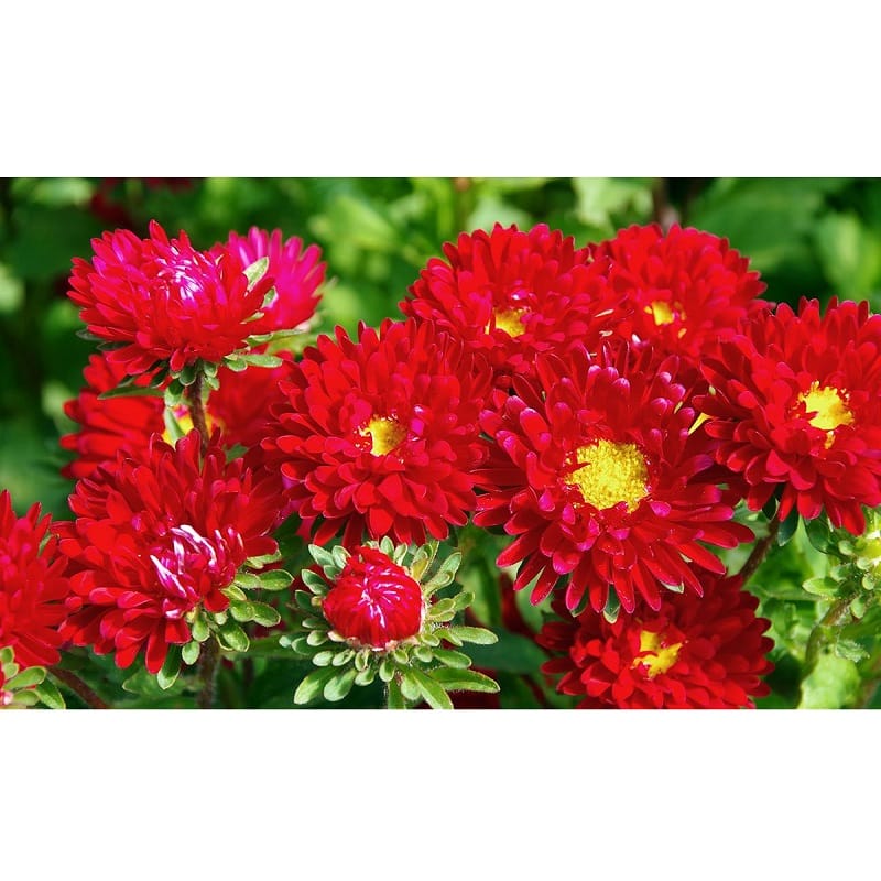 Aster “ Daylight Red ” Seeds – Garden Flower Seeds for Planting, 100 Seeds Pack - Image 2