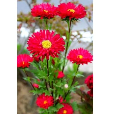 Aster “ Daylight Red ” Seeds – Garden Flower Seeds for Planting, 100 Seeds Pack - Image 3