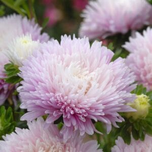 Alternative view of Mixed Aster “King Size Series” Flower Seeds – Garden Flower Seeds for Planting, 100 Seeds Pack